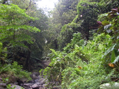nature